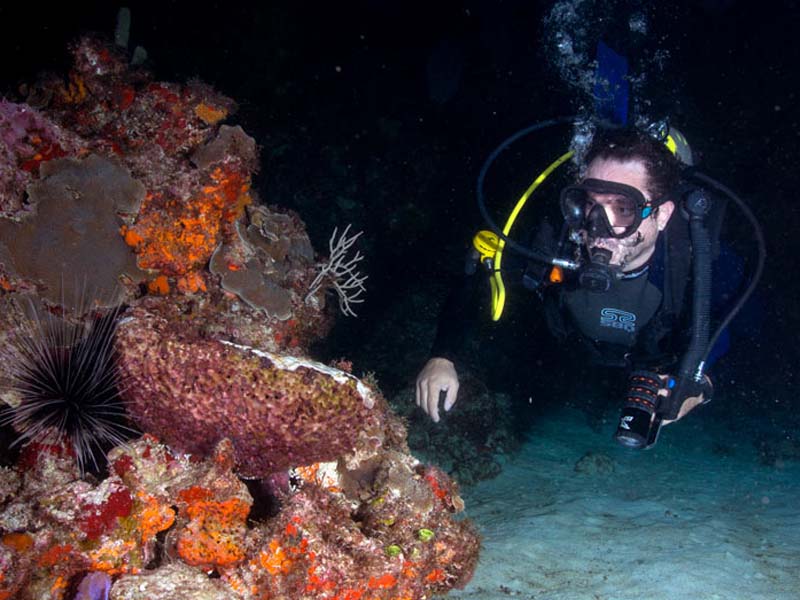 buceo nocturno tour cancun