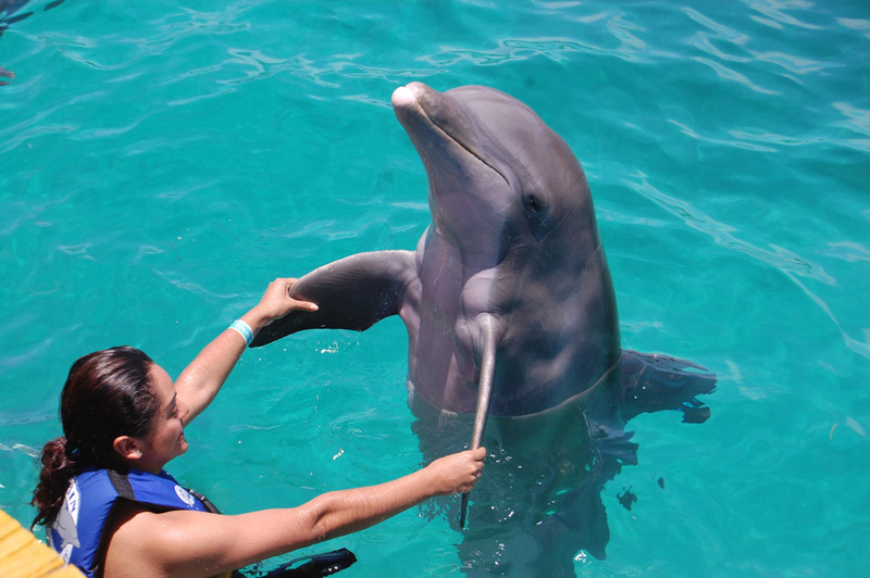 Nado con Delfines