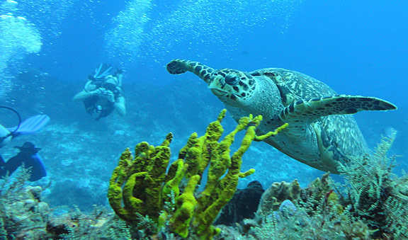 buceo en cancun
