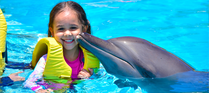 Nado con delfines