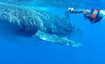 Nado con Tiburón Ballena