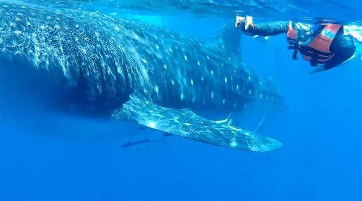 Nado con Tiburón Ballena